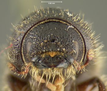 Media type: image;   Entomology 1024 Aspect: head frontal view